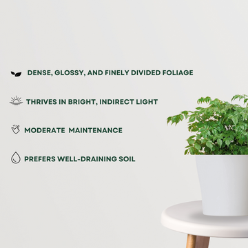 Small indoor China Doll plant